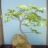moji-bonsai